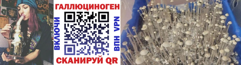 Галлюциногенные грибы Psilocybine cubensis  Биробиджан 